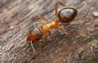 Photo of Ant