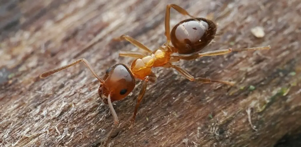 Small brown bush ant commoncopper some rights reserved CC BY NC