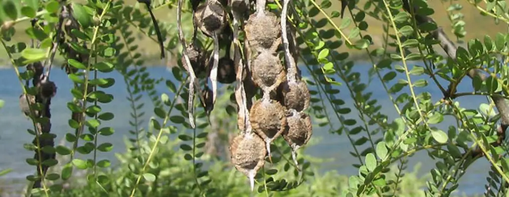 Sophora microphylla kowhai kowhai