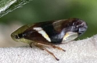 Photo of Spittle bug