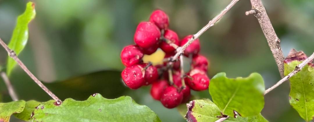 Syzygium maire swamp maire maire tawake
