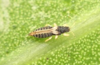 Photo of Thrips