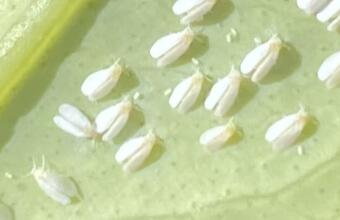 Photo of Whitefly