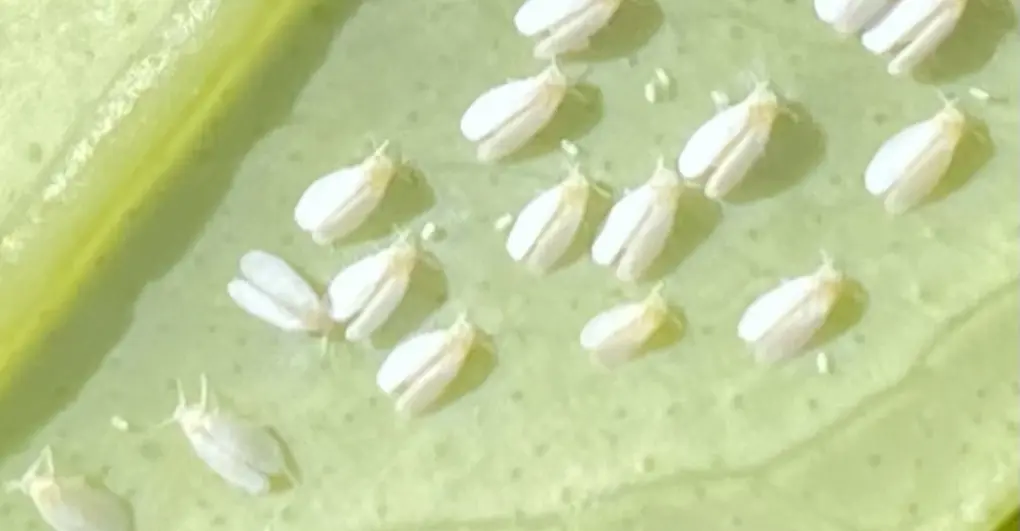 Whitefly