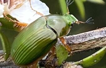 Photo of Mānuka chafer beetle