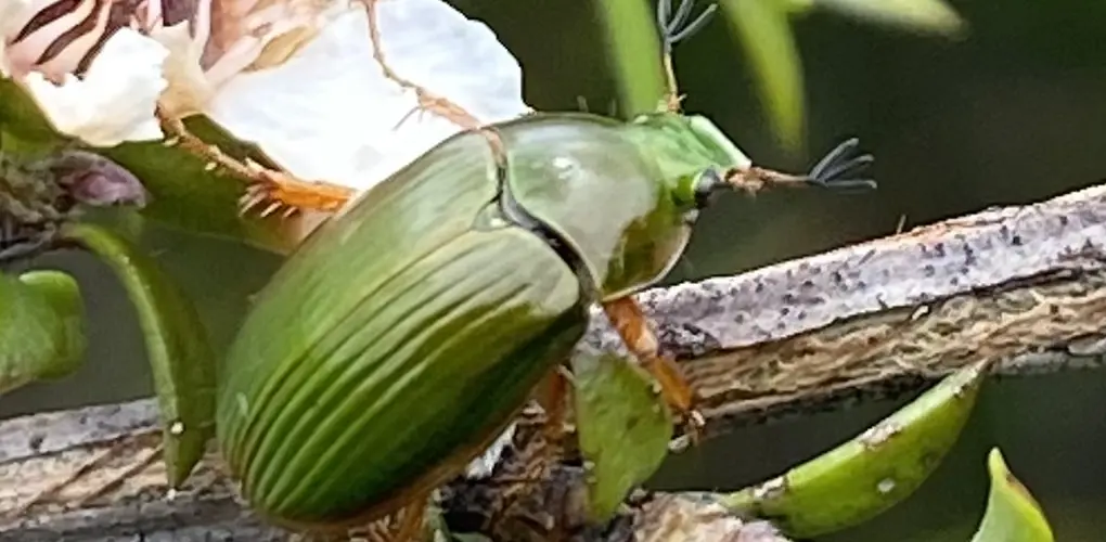 (edited) Manuka chafer beetle