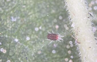Photo of Mite