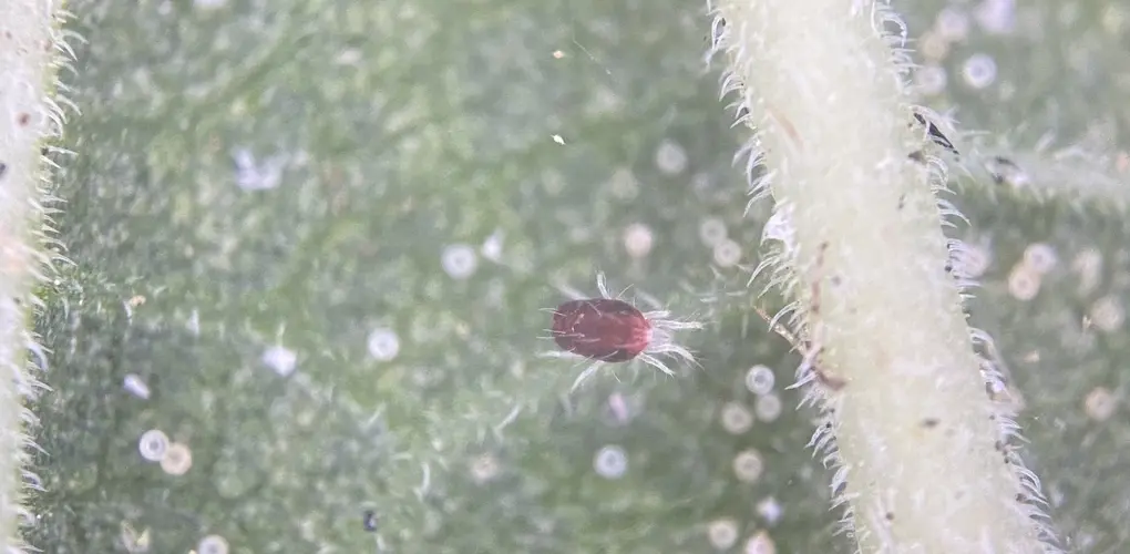 (edited) Twospotted spider mite   © Joseph Knight, some rights reserved (CC BY NC)