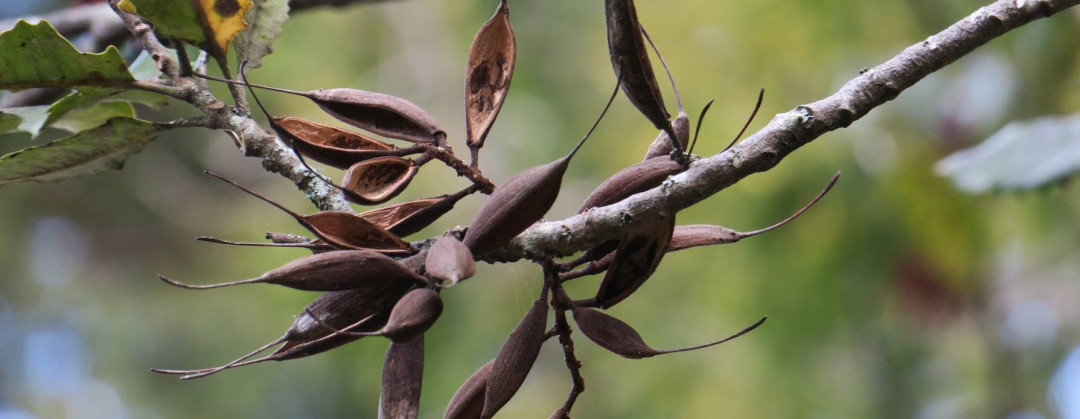 knightia excelsa