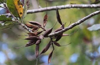 Photo of  New Zealand honeysuckle