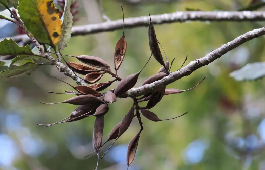knightia excelsa