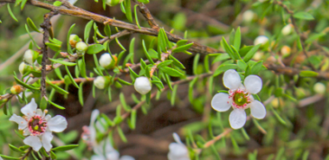 manuka planting