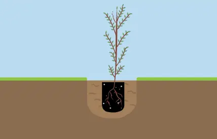 Planting tree diagram