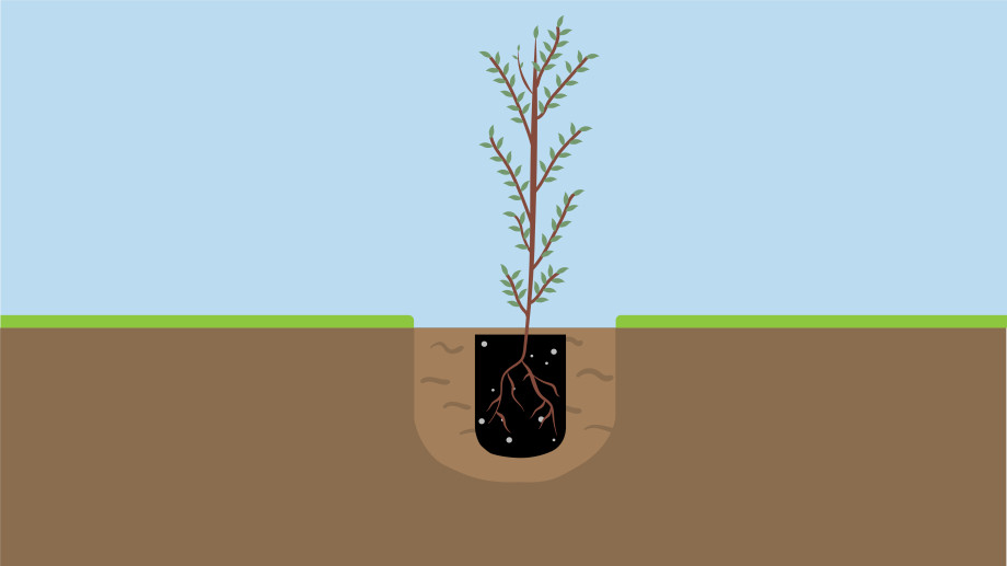Diagram of the correct level to plant a seedling.