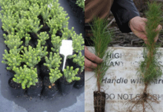 Tree seedlings growing in planter bags, and root stock