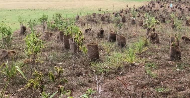 Coir plant guards with stakes are placed around young tree stems in a field surrounded by trees. Some of the guards have collapsed inwards because they're made of fabric.