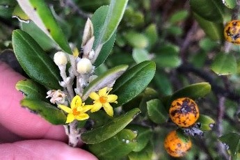 A close up of seeds and flowers that can help create a seed island