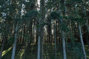 Pine trees planted for harvesting