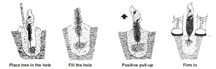 Place tree in hole, fill the hole, positive pull up, firm in