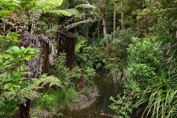 An example of a riparian area showing small waterway surrounded by lots of plants and trees.