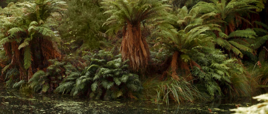 Riparian plants near water