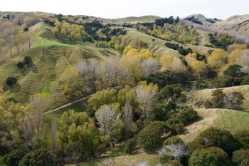 Hills with a road running through them, trees are scattered around the landscape in clusters and small groups.