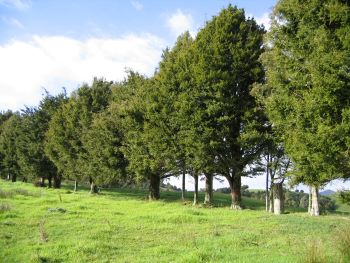 An example of a shelter belt, a row of trees in a field.