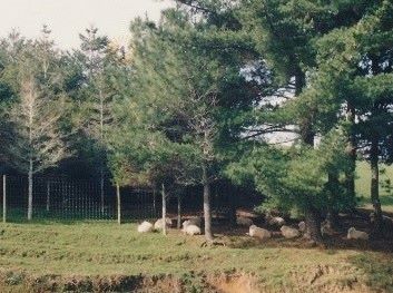 A field with trees fairly spaced out from one another. Sheep are in the shade under the trees.