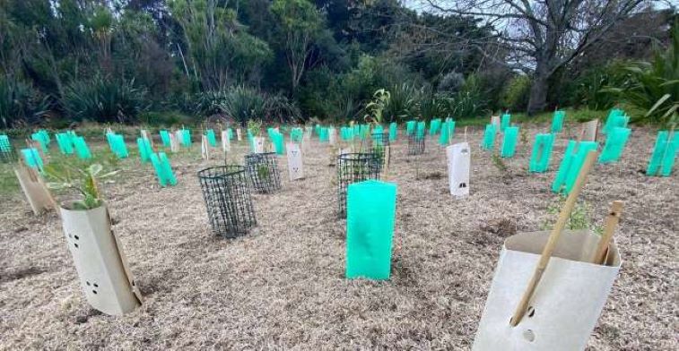 Three types of plant guards in a public reserve surrounded by grass. Plant guards include cardboard triangles, rigid plastic netting and rigid plastic triangles. They're mixed together and some have bamboo stakes holding them up.