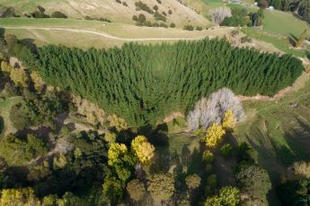 A small block of pine trees surrounded by a mix of other tree species and fields.