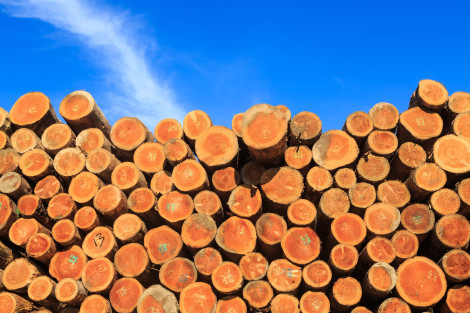 Stacked logs