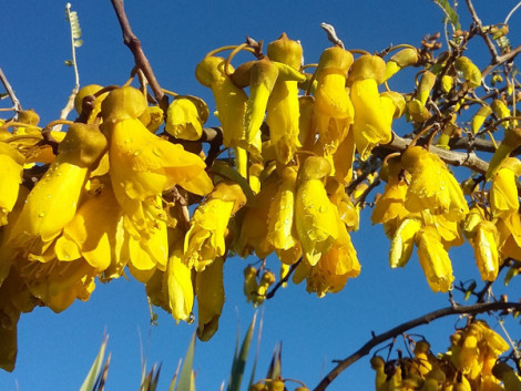 kowhai