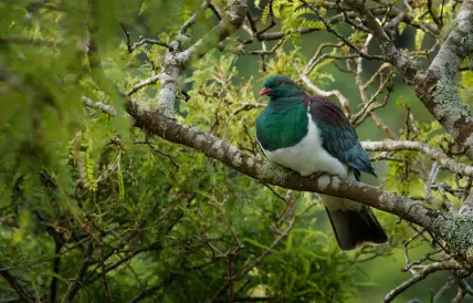 Kereru sitting in tree