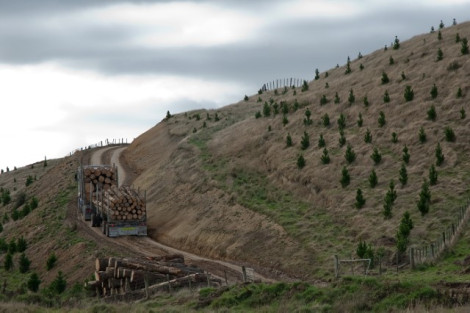H Forestry harvest and replant jpg