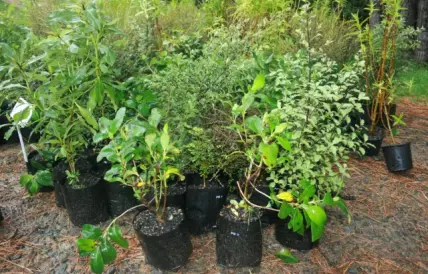 MTR Mt Vic 05 19 native plants preplanting jpg
